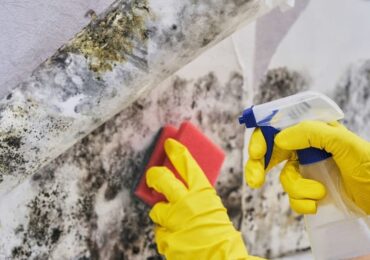 How Should You Prepare Your Home for Expert Mould Remediation Services in Wellington?